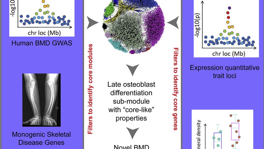 Identification of a Core Module for Bone Mineral Density through the Integration of a Co-expression Network and GWAS Data